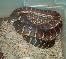 Male Bredils python-Gerego